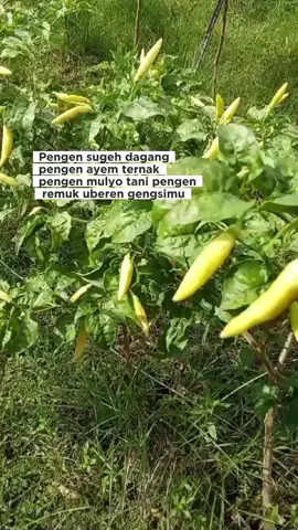 Belajar tasikn Mase...Mase sok pie dipikir Karo mlaku🤲🤲🤲🤲 #petaninyell  #peternak #pedagangkecil  #usahasendiri  #usahadandoa 
