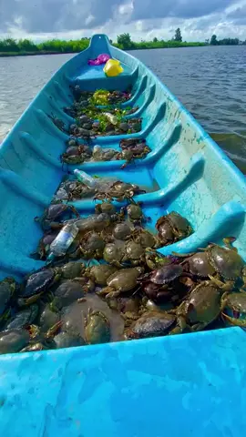 #jungkook #xhhhhhhhhhhhhhhhhhhhhhhh #xuhuongtiktok #xecuoccandai #dầmdơi_càmau #camauquetoi #xuhuongtiktok 