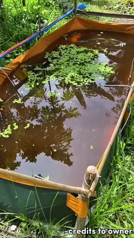 Trapond na perfect for azolla and crayfish farming #azolla #crayfish #trapond #trapalpond #pond #makapal #foryou #fyp 