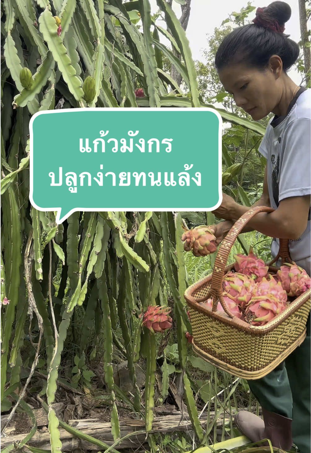 ปลูกแก้วมังกรไว้กินกันค่ะ #แก้วมังกร #กิ่งแก้วมังกร #ต้นพันธุ์แก้วมังกร #ต้นแก้วมังกร #แก้วมังกรพร้อมปลูก #แม่แมวสวนผักผสมผสาน #เกษตรพอเพียง #เกษตรผสมผสาน #สวนผักข้างบ้าน #ผู้หญิงทําสวน #ปลูกผักกินเอง 