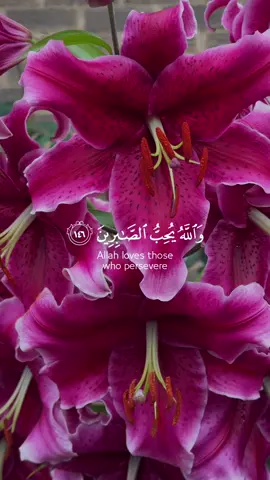 Allah loves those who preserve!🌺 . . . #quran #quran_alkarim #quranrecitation #quranvideo #quraan #quranverses #quranverseoftheday #quranversesdaily #dailydeenreminder #fyp #foryoupage❤️❤️ 