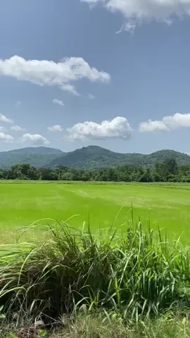 #วิวข้างทาง #พลูวิลล่านครนายก 