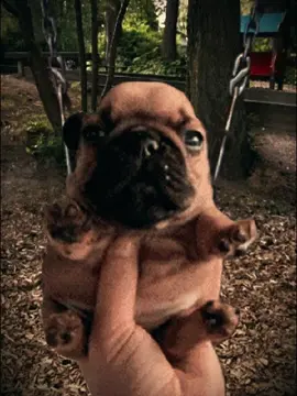 Pibble edit #pibble #gmail #washington #cute #follow #tiktok