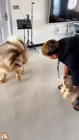 Funny animals 🤣 #pet #cat #dog #cute #animals #foryou #typ