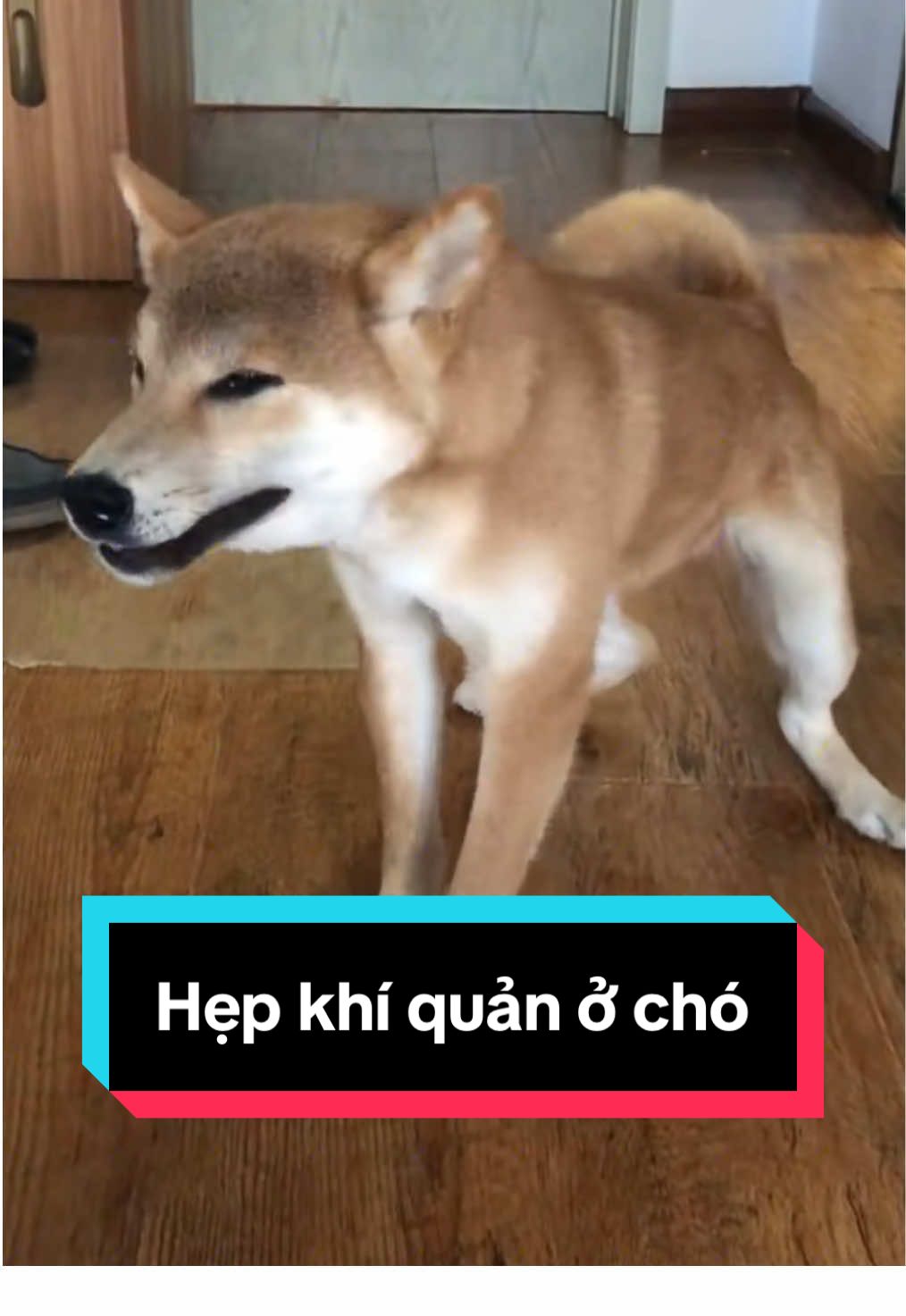 Chó chạy nhảy, ăn uống vội, tăng động là khó thở khịt khịt, hước hước do hẹp khí quản gây nên #chohepkhiquan #hepkhiquanchomeo #chobihepkhiquan #viemhohapchomeo #choviemhohap 