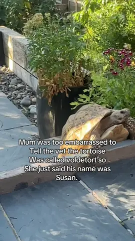Voldetort 🐢 #PetsOfTikTok #tortoise 