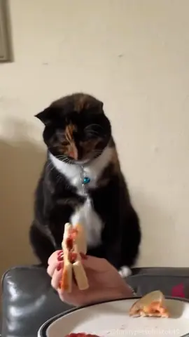 How do cats hide their embarrassment?#fyp #foryou #cat #petlove #catsoftiktok #catlover #funny #funnyvideos #fypage #funnycat #funnytiktok #cats