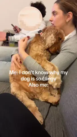 My favourite kind of cuddles #cocker #cockerspaniel #cockerspanielsoftiktok #cockerspanielpuppy #cockerpuppy #cockerlove #doglover #dogtok #dogloversoftiktok #doglife #dogsofttiktok #dogjokes #dogtrend 