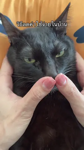 ช่วยๆกันนะ #แมว #แมวน่ารัก #แมวดํา #วิธีลดค่าใช้จ่ายในบ้านต้องกําจัดต้นตอ🤣🤣 