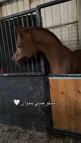 صلو عنبي 🤍