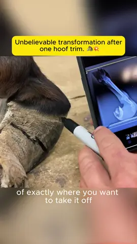 Unbelievable transformation after one hoof trim🐴💥#animalrescue #donkeyrescue #hooftrim #beforeandafter #transformation #farrierlife #kindnessmatters #frompaintofreedom #viralvideo #tiktokanimals 