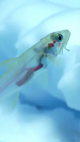 Icefish – Blood Without Red #OceanAnimals #OceanTok #MarineLife #fyp