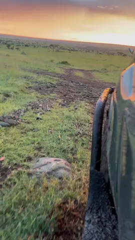 Chasing sunrise over the Serengeti plains… 🌄 Every turn on this road is a new story waiting to be told. #SafariVibes #AfricanMorning #NatureTherapy #FromTheJeep”