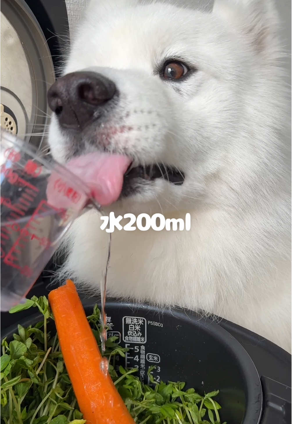 レバーごはんつくってる間にヤギミルクかき氷もつくったら爆食してくれました！