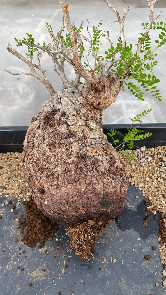 operculicarya pachypus available in stock wholesale price PM for more information. #plantshopping #plantshop #plantsmakepeoplehappy #plantsofinstagram #plants #houseplants #indoorplants #plantlover #houseplantclub #urbanjungle #plantsplantsplants #houseplantsofinstagram #plantstagram #plant #plantslover #gardening #plantlife #plantparenthood #rareplants #plantlove #homedecor #indoorplantsdecor #garden #plantcommunity #plantaddict #plantcollection #indoorjungle #plantstyling #urbanjunglebloggers #plantliver🌿🌱☘️ 