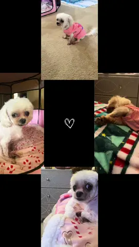 Meet the newest fur baby member Zen. She is a cutie.#dogsoftiktok #dogmom #dog #furbaby 