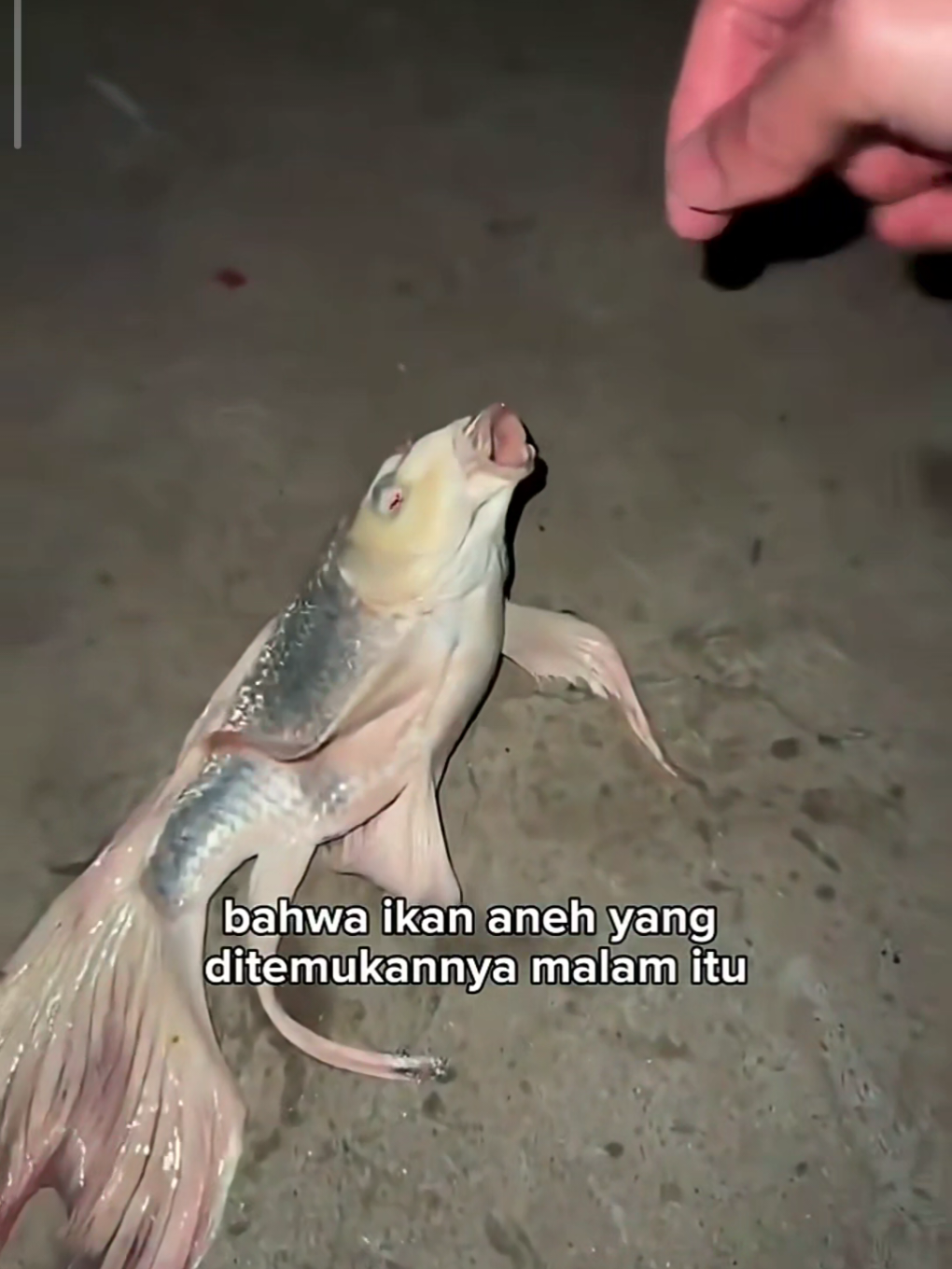 Menjadi Kaya Berkat menyelamatkan Ikan aneh 😮 #shorts #fyp #animals #koi 