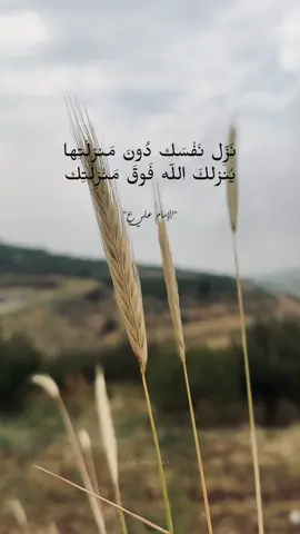 ينزلك الله فوق منزلتك...❤️ #oops_alhamdulelah #الامام_علي_بن_أبي_طالب_؏💙🔥 #الامام_علي  #لبنان #العراق #قمح