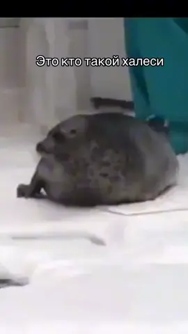 #тюленьчик#тюлень #тюлени #тюленьчики#cute#seal #seals 