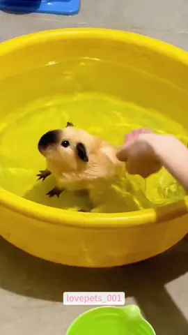 Guinea Pig.#guineapig #guineapigs #guineapigsoftiktok #viral #usa #fypシ #cute #fyp #funny #foryou #funnyvideos #funnyanimals #funnypets 