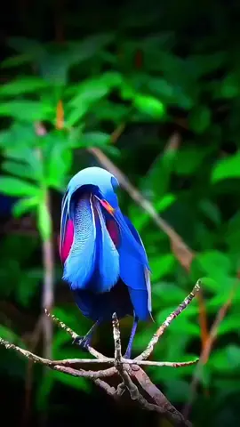 #wildanimals #foryoupage #wildlife81 #AnimalFacts #unfrezzmyaccount #birds #trending 