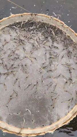 20 ngày... chuẩn bị chuyển nhà nha🦐🦞#nuoitomcongnghecao 