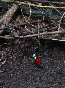 Wilson's Bird-of-Paradise  Waigeo Island  July 2025