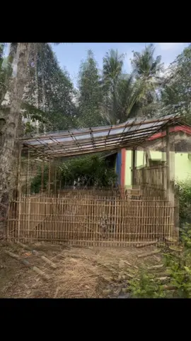 kandang sederhana yang penting nyaman#peternakmuda #entokjumbo 