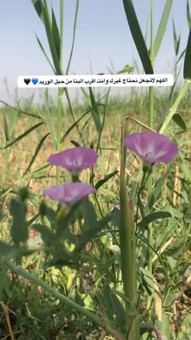 #تصويري📸 #اعادة_النشر🔃 #تصويري_احترافي_الاجواء👌🏻🕊😴 #قناتي_تليجرام_بالبايو💕🦋 #متابعيني_الغالين 