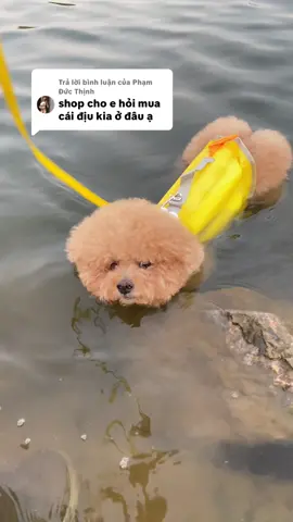 Trả lời @Phạm Đức Thịnh  Đây nhá bạn ơi, mặc áo phao đi bơi mà ai cũng dừng lại nhìn nó thả trôii 🤣 #dutxoai #cho #poodle #cún #xuhuong #viral #thúcưngcute #dog #cúnconđángyêu 