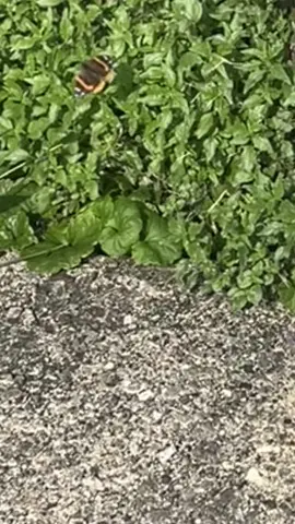MINI VLOGGGG