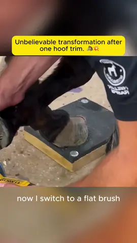 Unbelievable transformation after one hoof trim🐴💥#animalrescue #donkeyrescue #hooftrim #beforeandafter #transformation #farrierlife #kindnessmatters #frompaintofreedom #viralvideo #tiktokanimals 