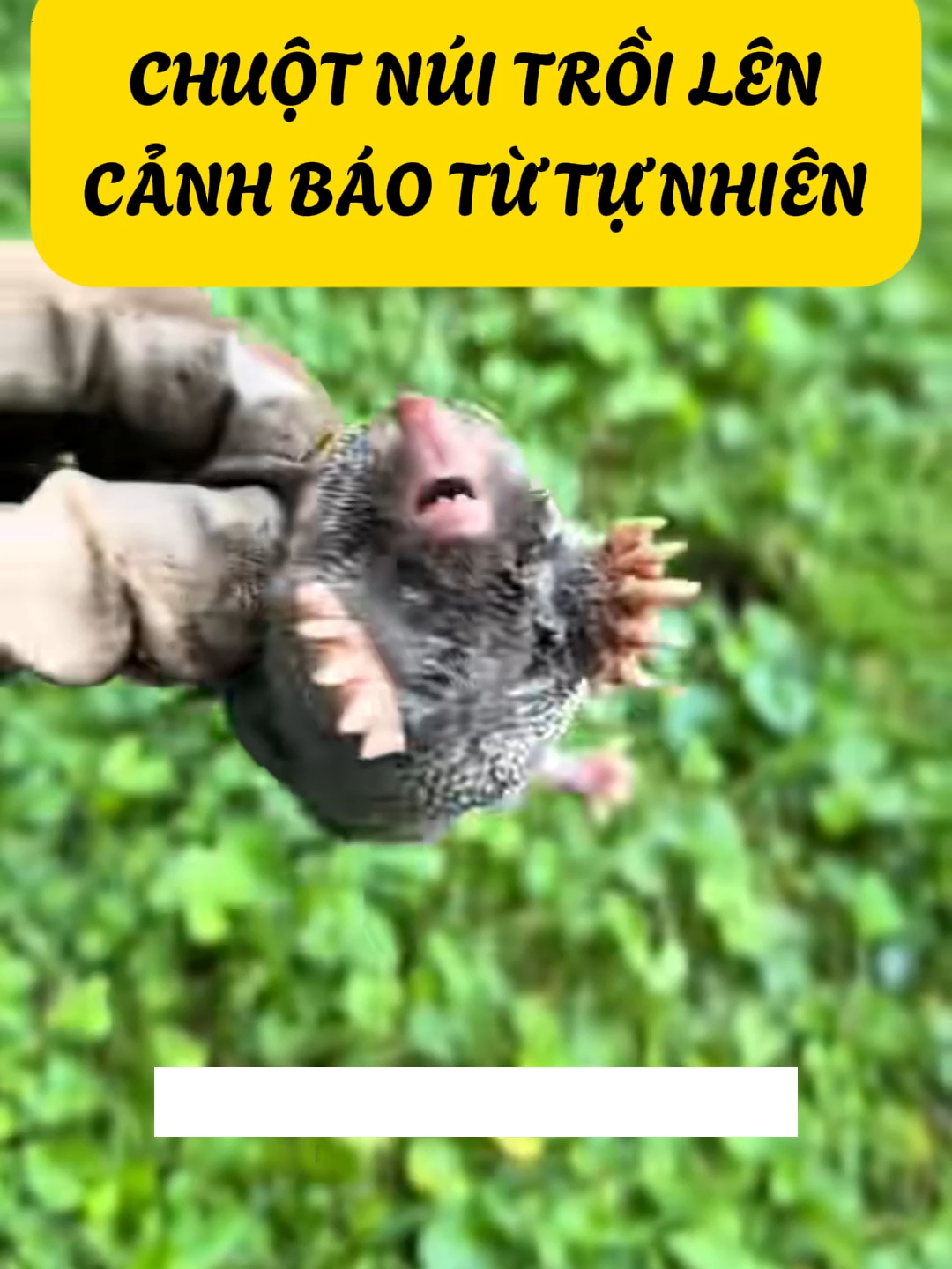 \Mỗi Lần Chuột Núi Trồi Lên, Thiên Nhiên Đang Báo Động Điều Gì! #cothebanchuabiet #khampha #kienthuc