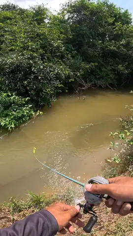 Lama tak main skipping2 #toman #castingtoman #fishing #kingcurutz #teamcurutz #expfishing 