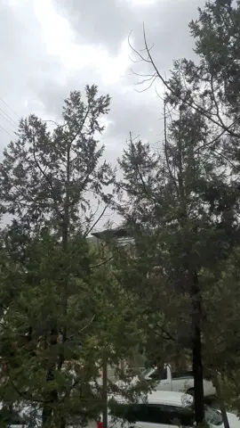 #ترند_تيك_توك_مشاهير_مشاهدات #الباحه_الجنوب #الباحه_بلجرشي 