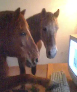 Horse meme you see before horse meme #meme #foryou #forupage #pourtoii #pourtoi #marant #videodrole #pourtoiii #goofy #memestiktok #foruyou #horse #cheval #horsememe #pourtoipage #funnytiktok 