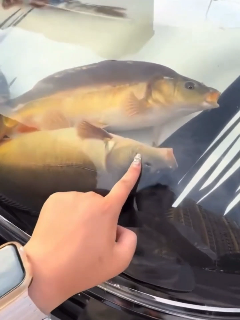 There is a fish tank on the car in China 상상을 초월하네 #fyp #trend #tiktok #viral #fishtank 