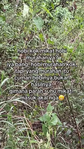 cuman sekedar hobi😁 #mikatburung #fyppppdonggggggggggシ  #mikatburungkecil  #petualang  #storyburung  #bismilahfyp 