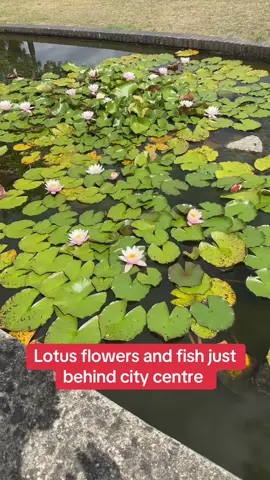 #creatorsearchinsights #lotusflower #fish #uklife🇬🇧 