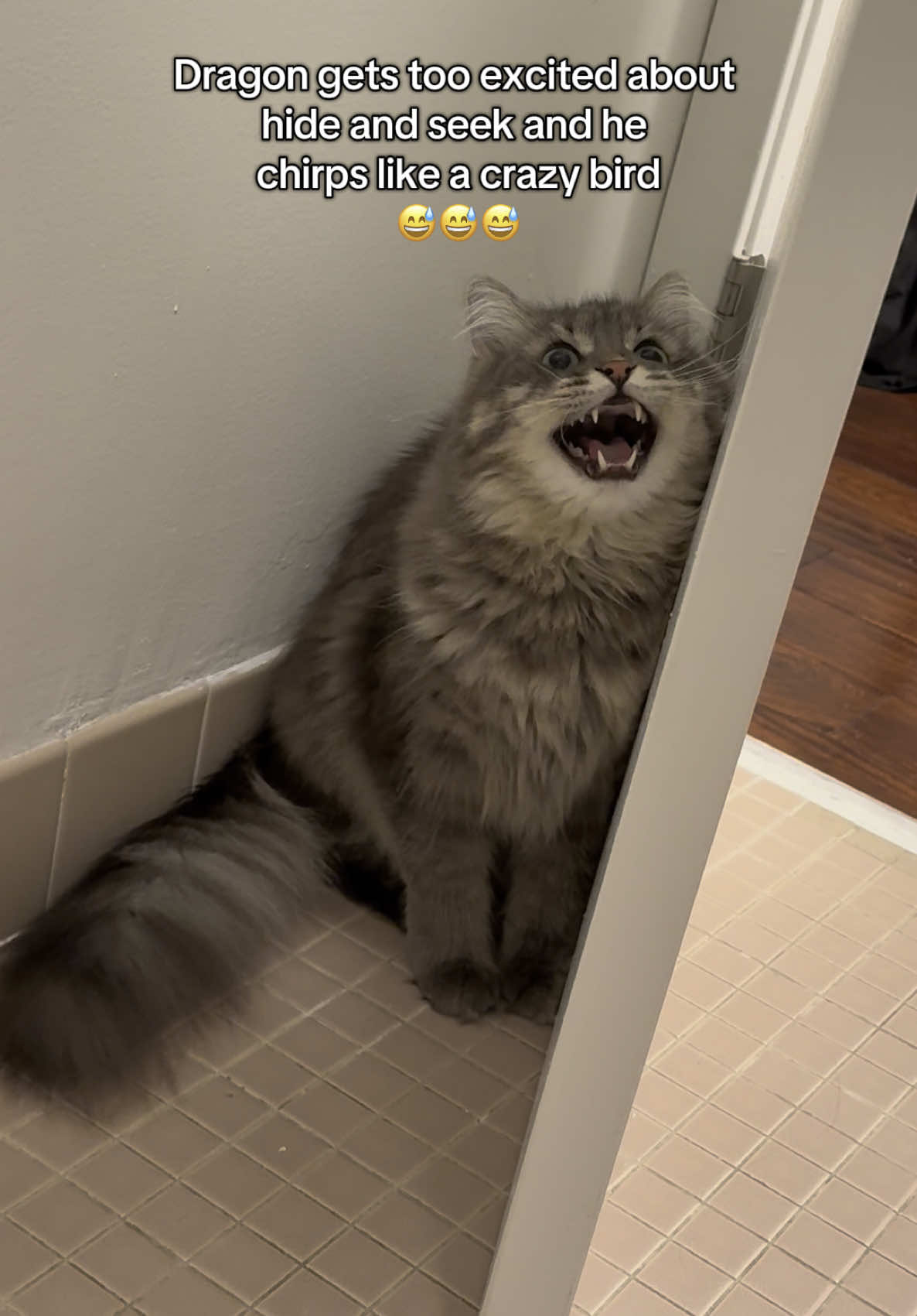 Dragon you crazy cat #catsoftiktok #siberiancat #kittycatsoftiktok #funnycat #catchirpingnoise #catlover #crazycat 