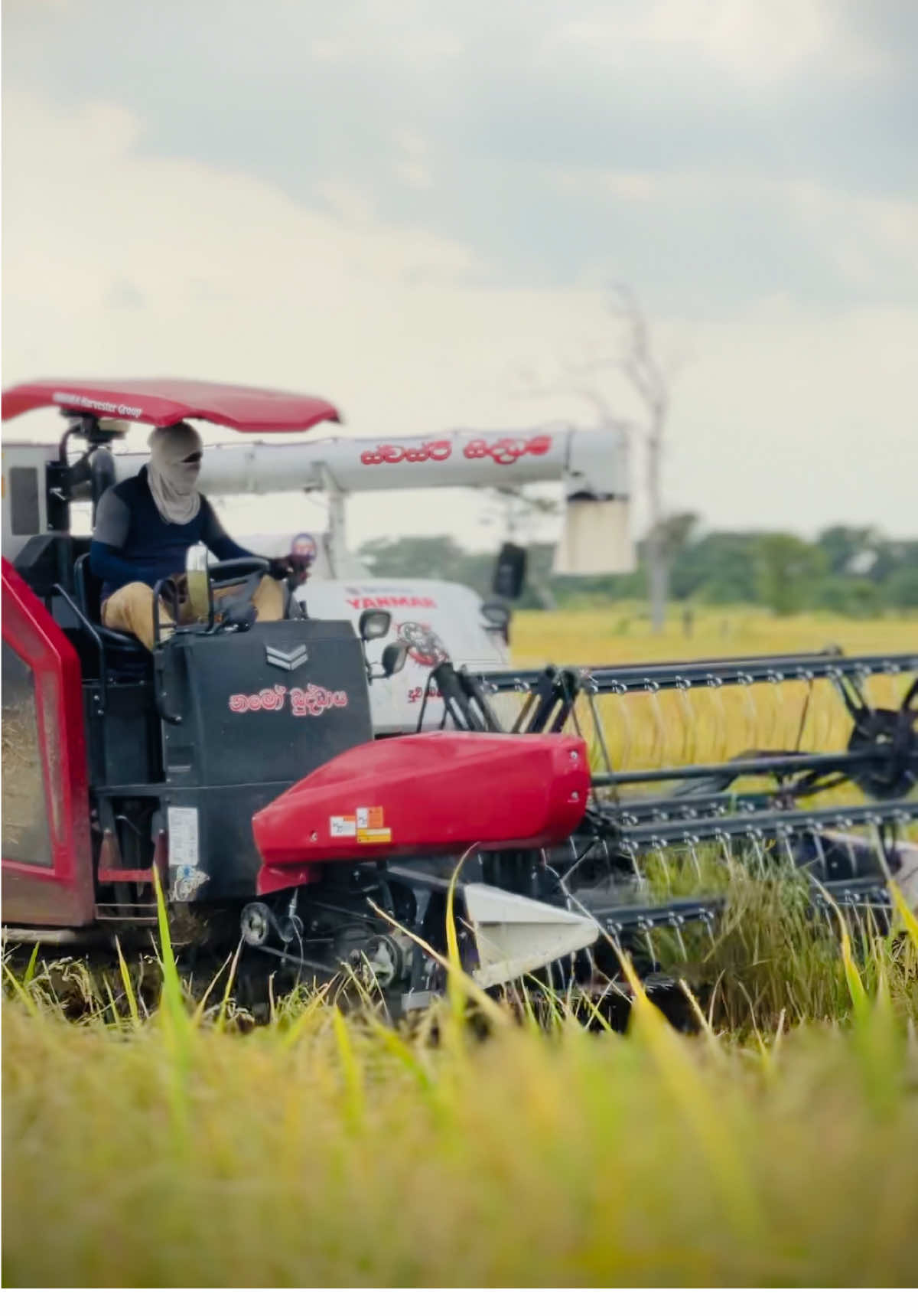 මන බංදිනී.... 😍🖤#creatorsearchinsights #foryou #fyp #new #viral #vedio #yanmar #havester #yh850 #yanmar85 #foryoupage 