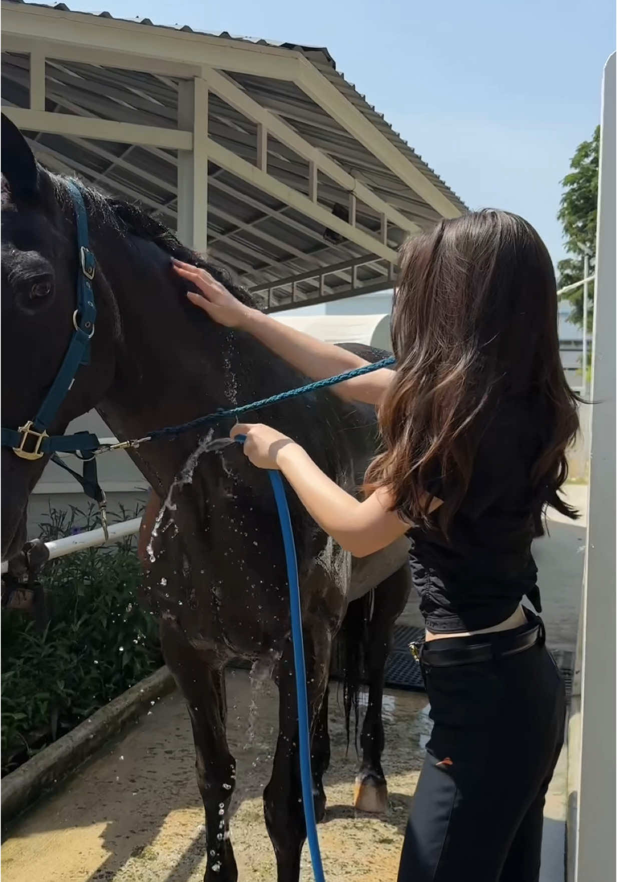 ภารกิจวันนี้ อาบน้ำให้ Guitarra ♠️✔️#ขี่ม้า 