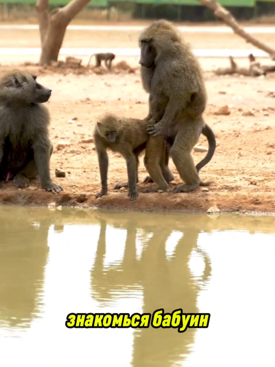 #бабуин #baboon #животные 