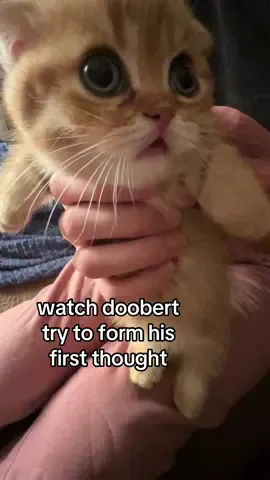 u can see his brain trying to process #fypppppppppppppppppppppppppppppp #doobscoobgoob #catsoftiktok #kitten #fypシ゚viral 