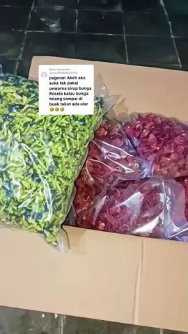 Membalas @user6759001524795 Bunga rosela merah panen rosela merah terbaru rosela merah untuk minuman herbal#fyp#bungaroselamerah#herbalroselamerah#herbaltehtelang 