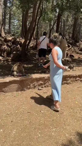 that monkey thought I was going to steal his bag of tomatoes…🙊🙈 #ifrane #viral #jet2holidays #monkey #f#ffy