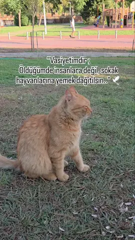 #kedi #kediler #mama #birkapsubirkapmama #fy 