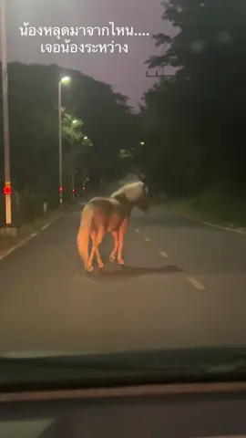 ม้าบ้านไหนหลุดออกมาจากบ้านเน้อ😂