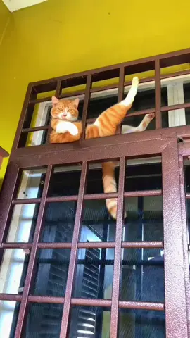 #sundaestreamer #gatos #kitty #catsoftiktok #michis #funny #viralvideo #furbaby 