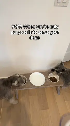 They’re the worst tippers too 😡😤 #fypシ #fypシ゚viral #dog #schnauzer #funny #doglover 
